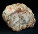 Petrified Wood - Limb Slice From Madagascar #1813-1